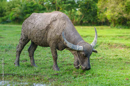 Wildlife Buffalo muddy body