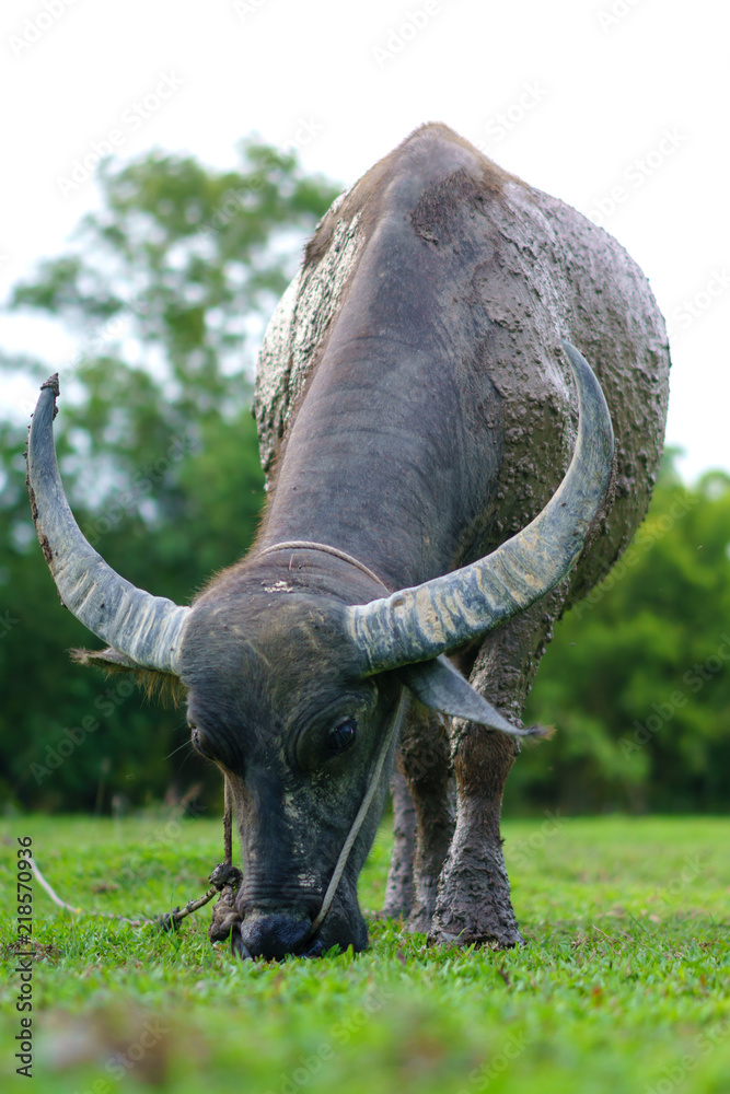 Fototapeta premium Wildlife Buffalo muddy body