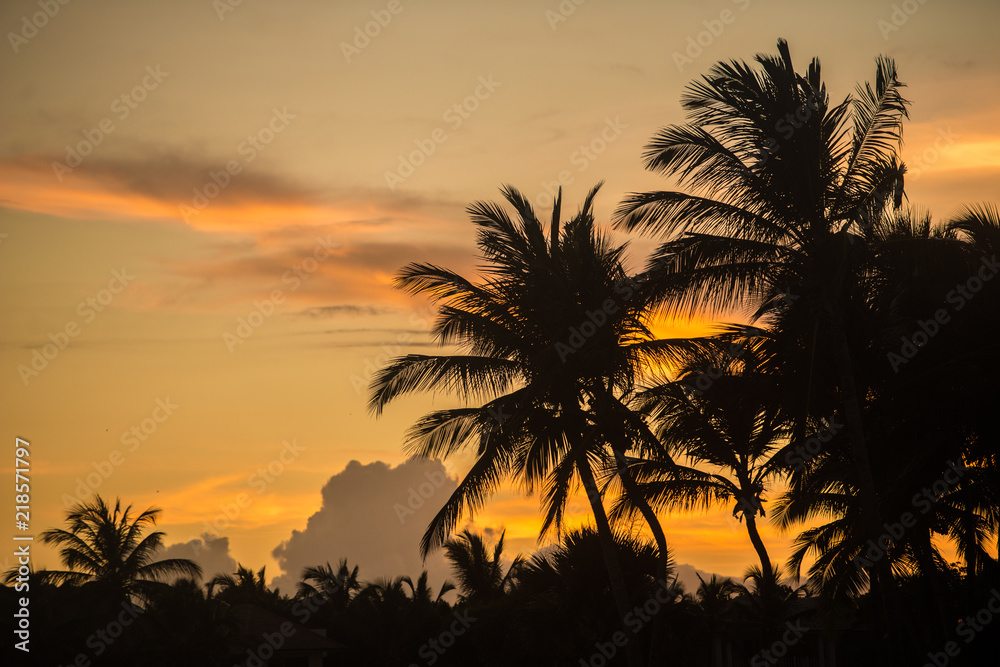 sunset palms 