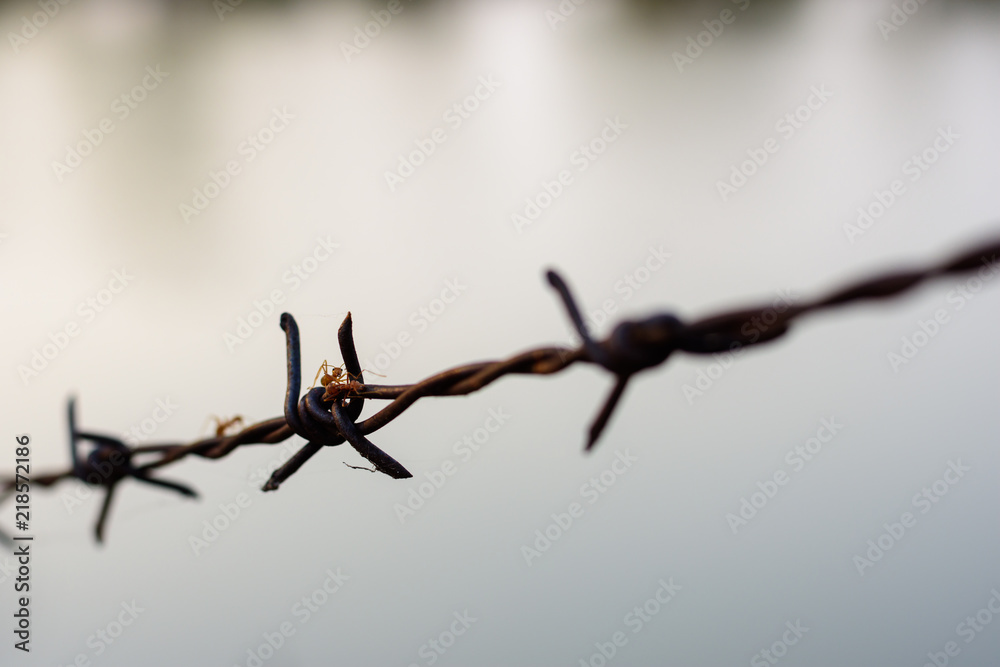 close up old barbed wire fence and ant. close up old barbed wire fence and ant.