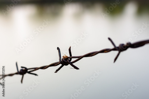 close up old barbed wire fence and ant.