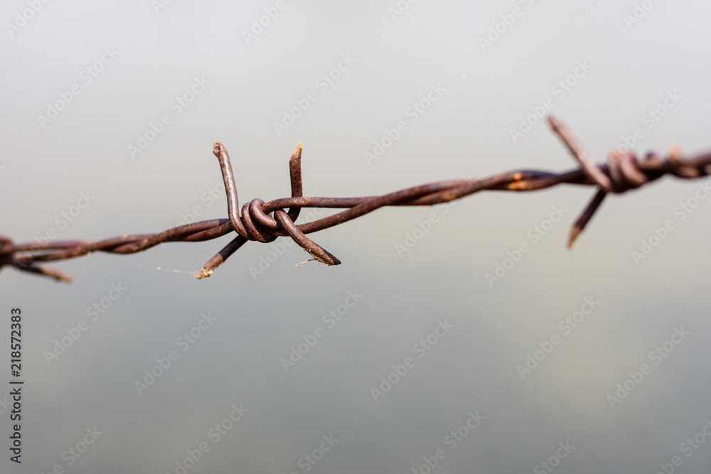 close up old barbed wire fence and ant. close up old barbed wire fence and ant.