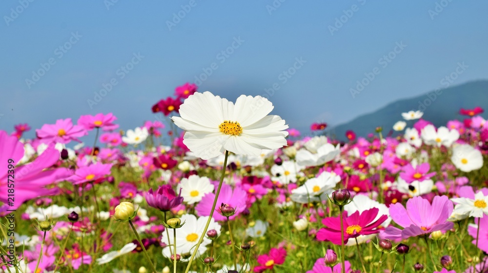 美しいコスモスの花畑と青空 美しいコスモスの花畑と青空