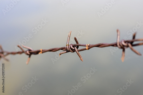 close up old barbed wire fence and ant.