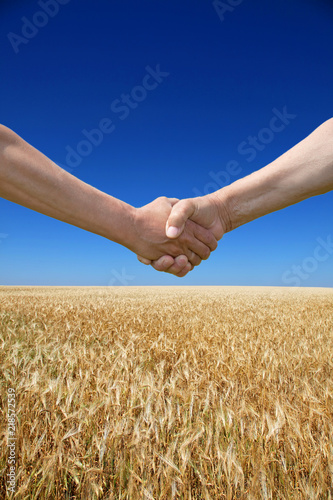 male handshake on wheat field in summer time. harvest time