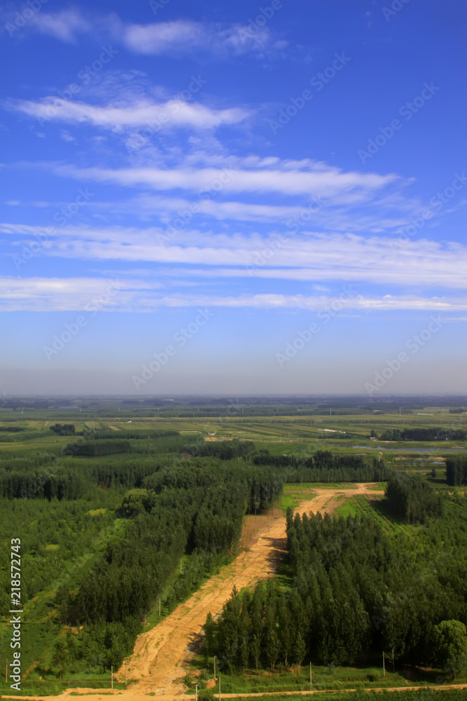 Obraz premium vast forest under the blue sky