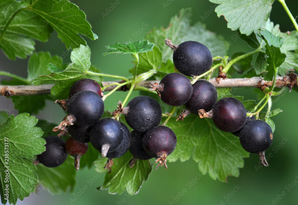 Branch of bush yoshta with berries Branch of bush yoshta with berries