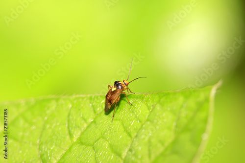 stinkbug on green leaf © YuanGeng