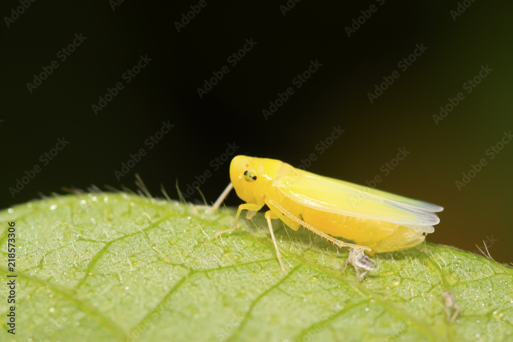 leafhopper larvae leafhopper larvae
