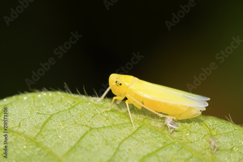 leafhopper larvae