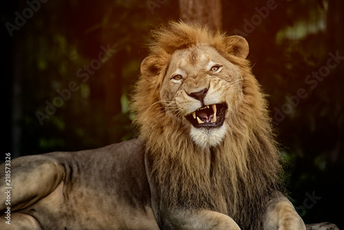aggressive male lion