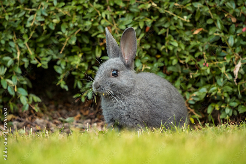 close up portrait of cute grey bunny sitting on the green grass ground with grass in its mouth close up portrait of cute grey bunny sitting on the green grass ground with grass in its mouth