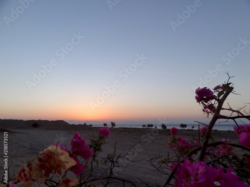 Egypt. Pink tsety, desert, distant dawn over the sea in the early morning