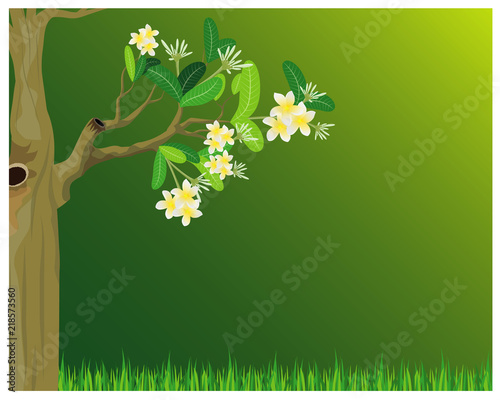 frangipani flower tree vector design