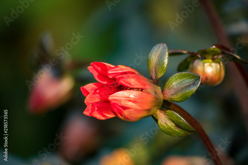 single red flower bud under the sun with blurry background