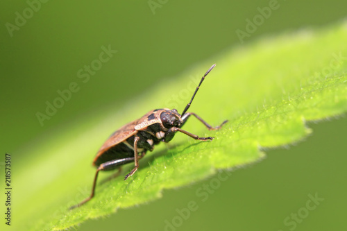 stinkbug on green leaf © YuanGeng