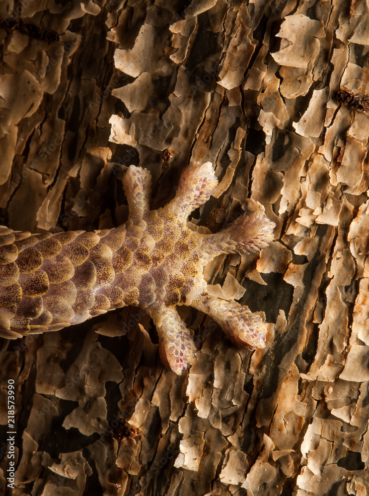 Fish scale Gecko Geckolepis Maculata Foot Stock Photo Adobe Stock