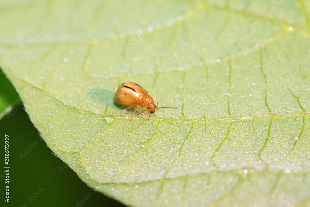 insects on the leaves insects on the leaves