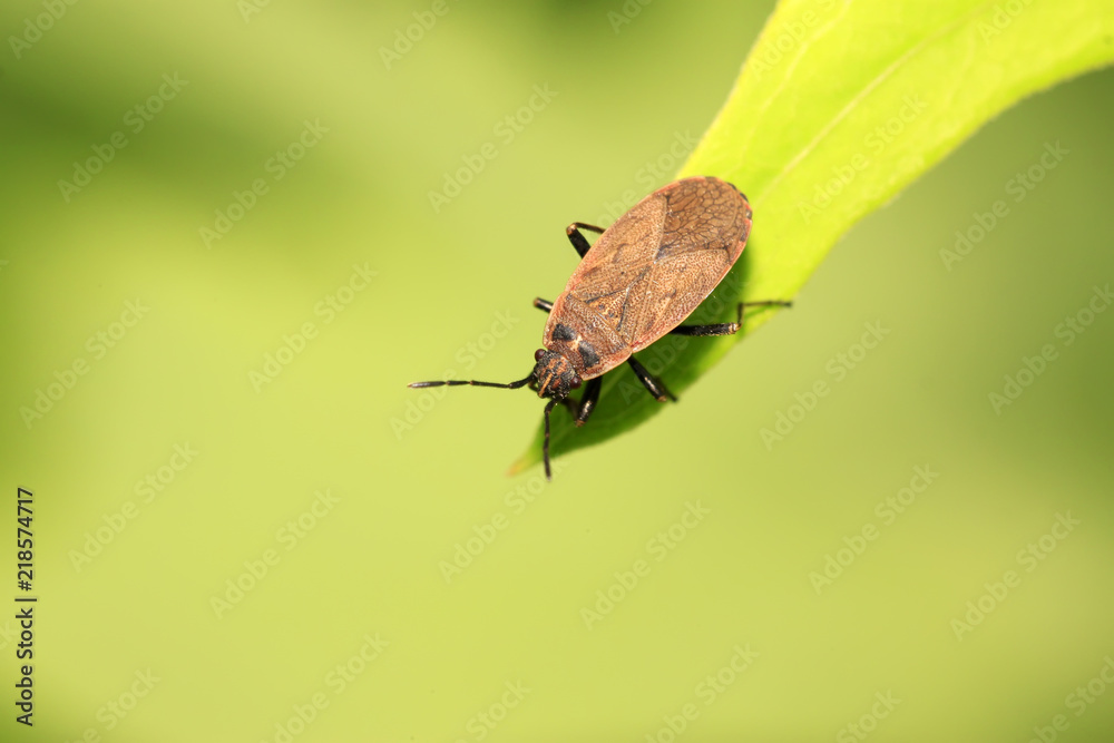 red stinkbug red stinkbug