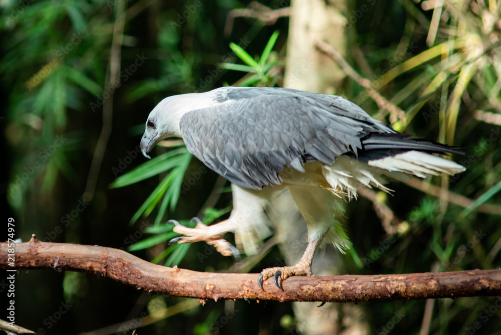 Naklejka premium White-bellied Sea-eagle