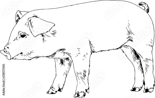 a small pig is drawn with ink on white background logo
