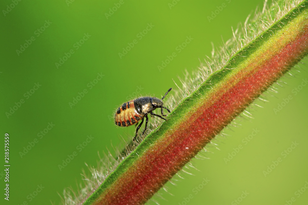 Fototapeta premium stinkbug larvae on green leaf