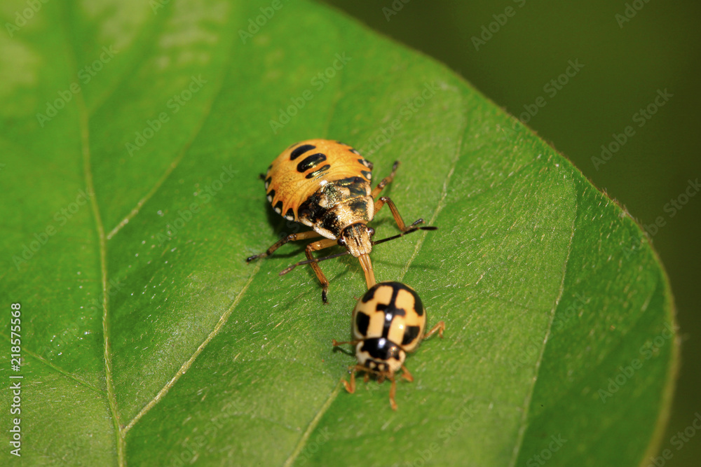 Fototapeta premium stinkbug hunting ladybug on green leaf