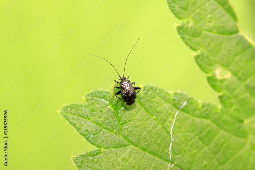 Naklejka premium black stinkbug larvae on green leaf