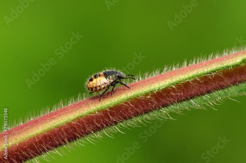 stinkbug larvae on green leaf © YuanGeng