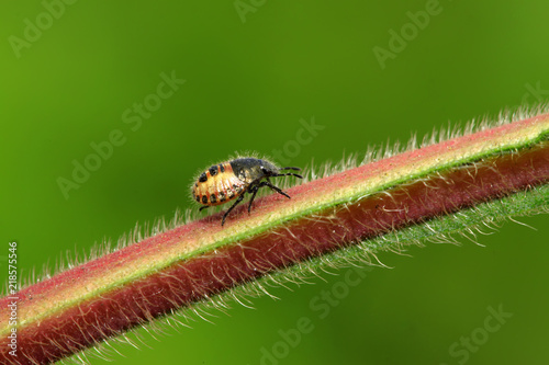 stinkbug larvae on green leaf