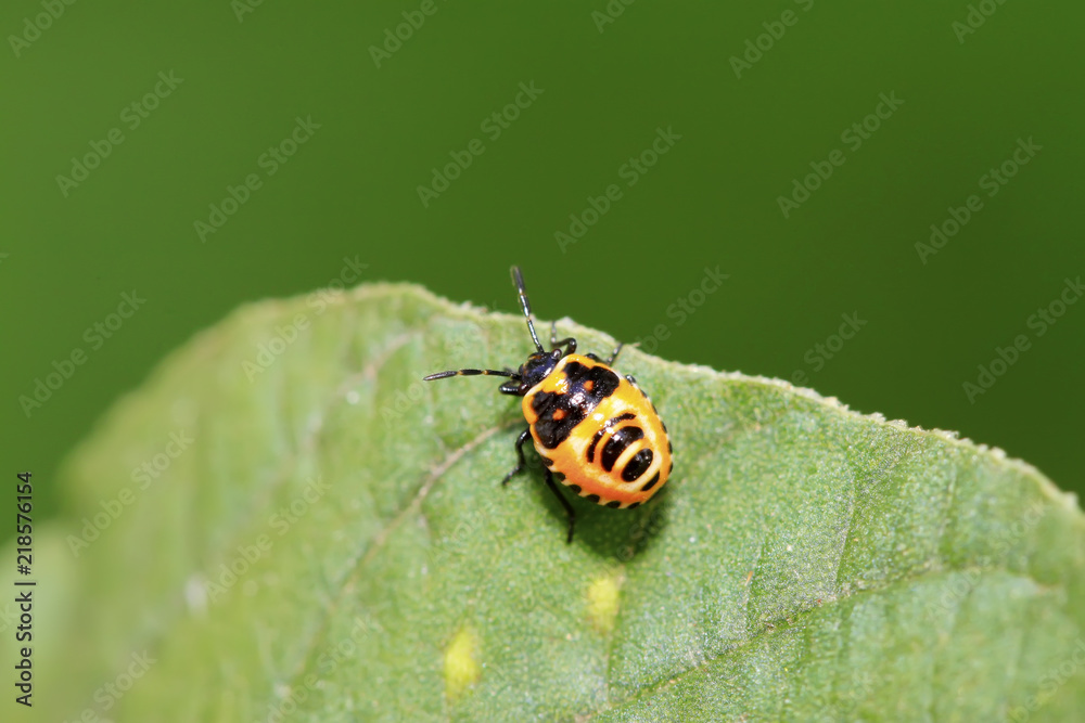 Fototapeta premium stinkbug nymphal on green leaf