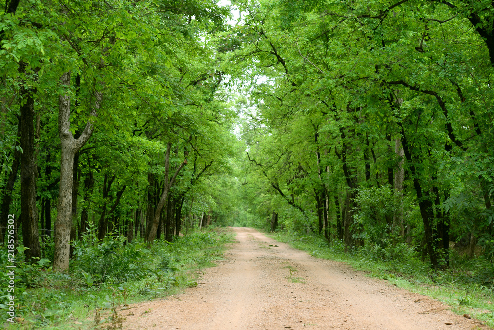 Fototapeta premium forest nature environment trees road green
