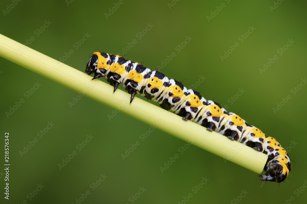Fototapeta premium Lettuce winter moth on green leaf