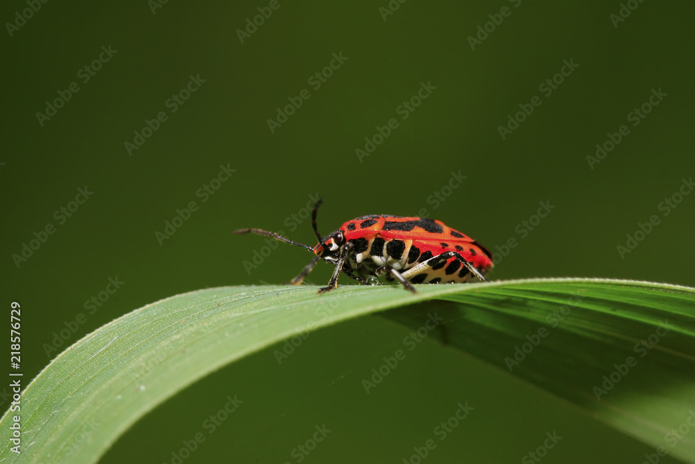 Naklejka premium stinkbug on green leaf