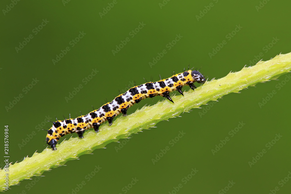 Lettuce winter moth nymphs on green leaf Lettuce winter moth nymphs on green leaf
