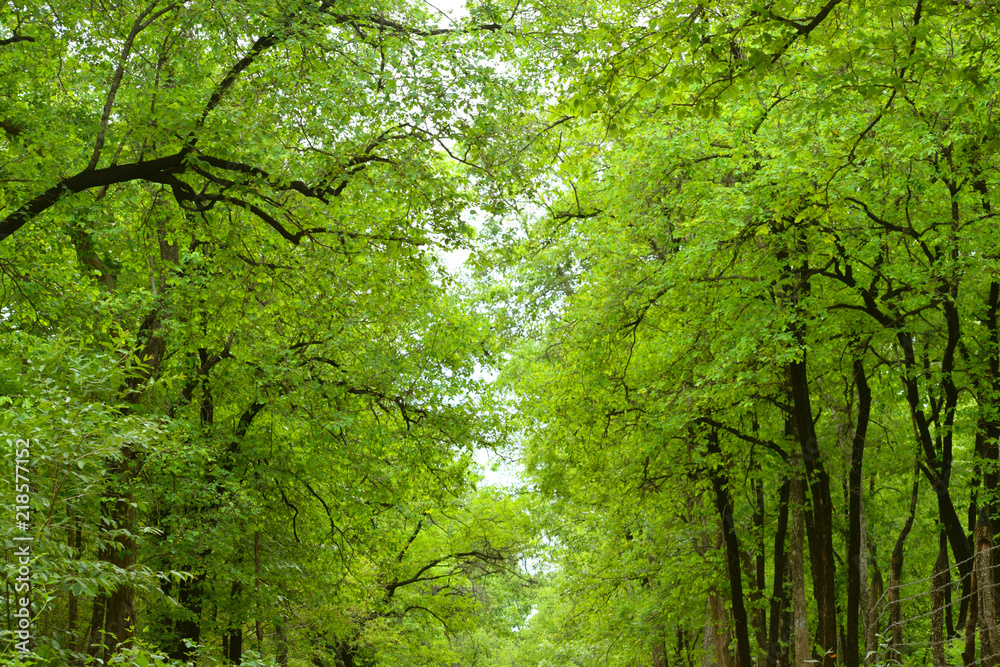 forest plant forest plant