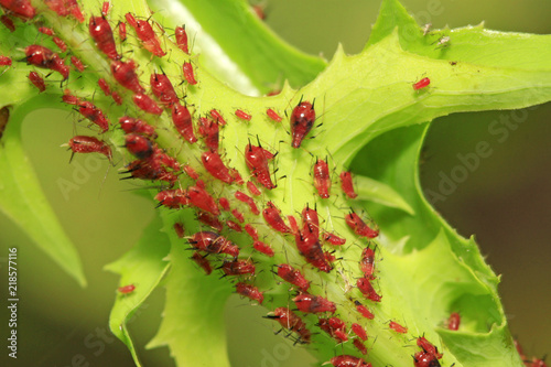 aphid on green plant