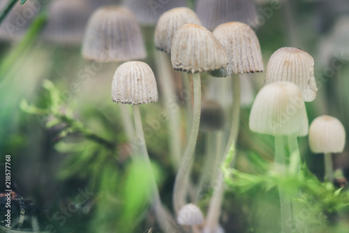 Beautiful toxic mushrooms at the forest, macro shot.