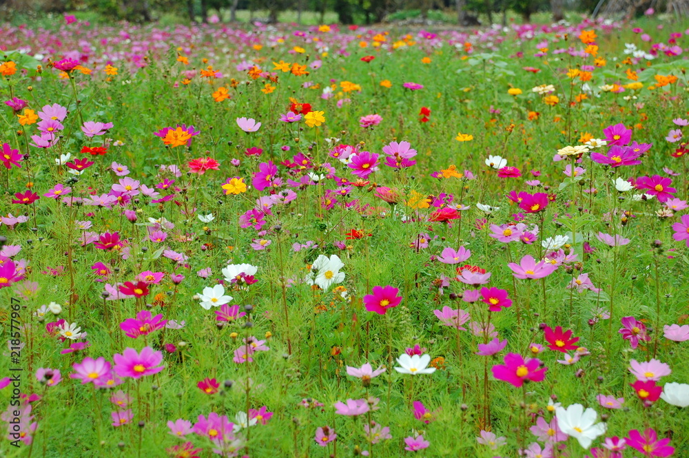 Colorful flowers blooming in Spring in Taiwan