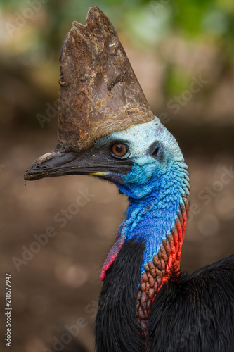 Cassowary Crest