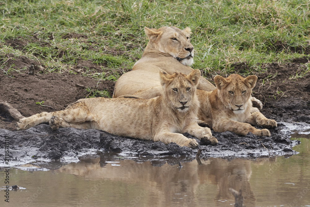 Naklejka premium Leoni in relax