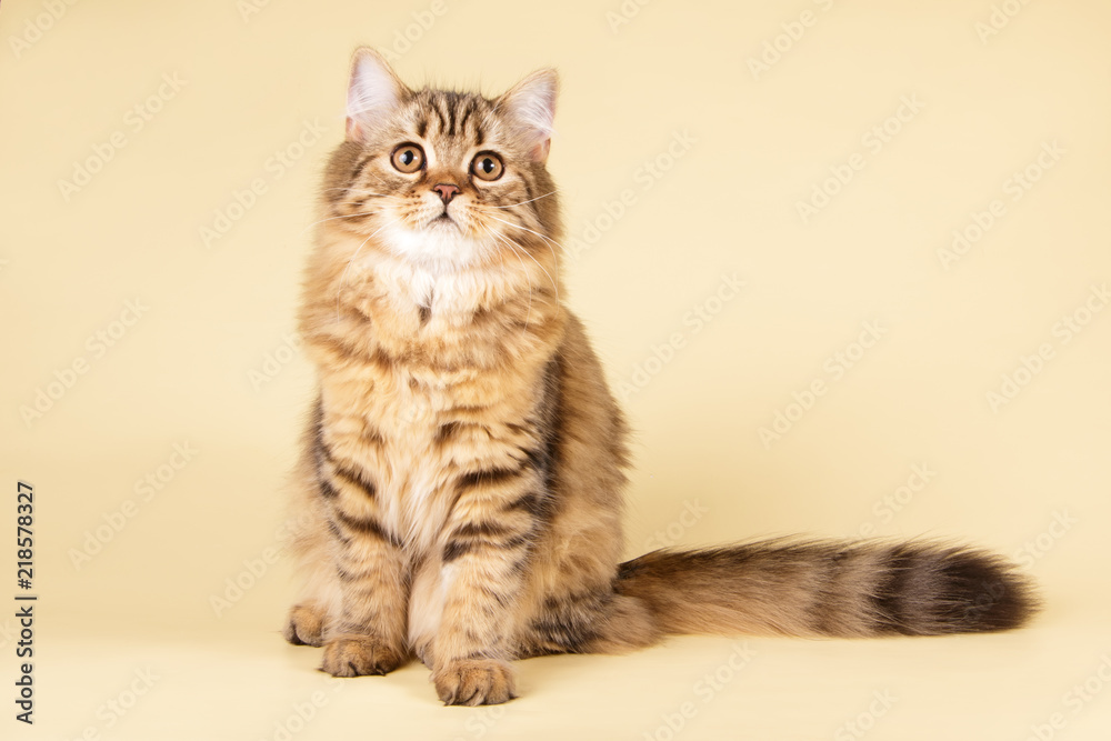 scottish straight longhair cat on colored backgrounds