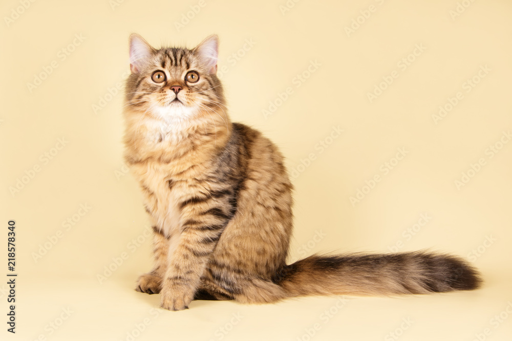 scottish straight longhair cat on colored backgrounds