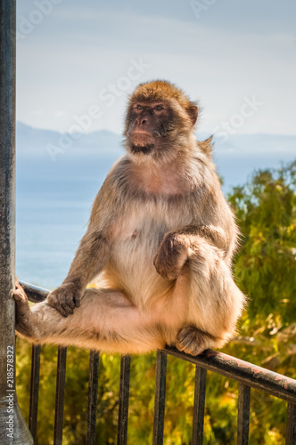 Ape in Gibraltar sitting on the fence. © Canvas Alchemy