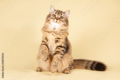Fototapeta Naklejka Na Ścianę i Meble -  scottish straight longhair cat on colored backgrounds
