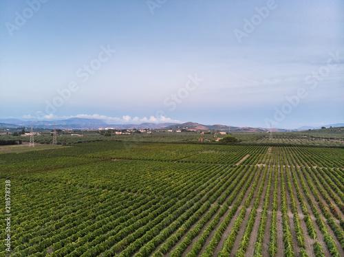 Coltivazione di vigneti con vista aerea