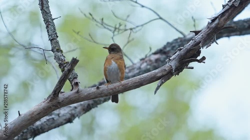 囀るアカハラ(Brown-headed thrush)