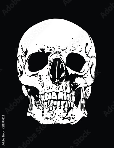  A human skull illustration white on a black background (ID: 218579328)