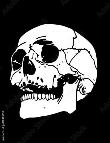  A human skull illustration white on a black background (ID: 218579353)