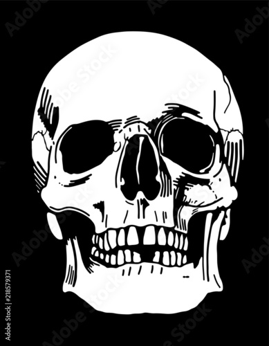 A human skull illustration white on a black background (ID: 218579371)